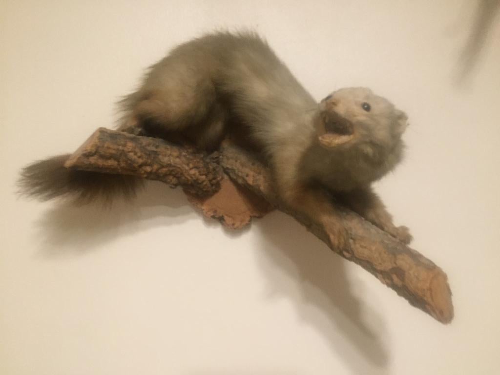 Opgezette Hermelijn, Ophalen of Verzenden, Zo goed als nieuw, Overige soorten, Opgezet dier