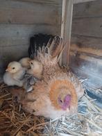 Kip met 4 kuikens 30€, Dieren en Toebehoren, Kip