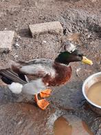 3 mannetjes eenden, Dieren en Toebehoren, Pluimvee