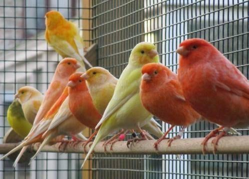 Mooie verzorgde kanariemans - superzangers !!!, Dieren en Toebehoren, Vogels | Kanaries