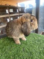 Duitse hangoor konijn, Animaux & Accessoires, Oreilles tombantes