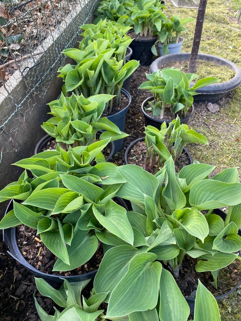 Hosta planten in pot, Ophalen