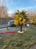 2 winterharde palmbomen, Tuin en Terras, 250 tot 400 cm, Zomer, Palmboom, Ophalen
