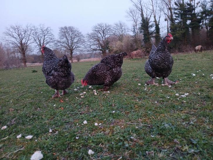 Raszuivere Mechelse Koekoek hennen – vrije uitloop, Animaux & Accessoires, Volatiles
