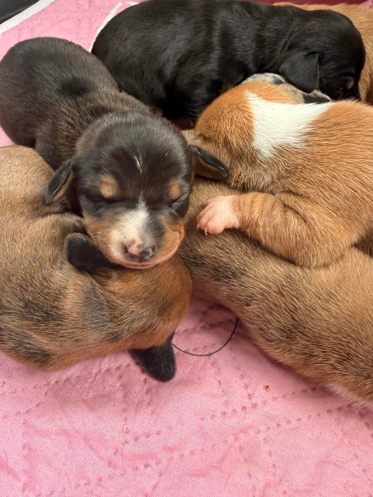 Dwergteckel pups, Dieren en Toebehoren, Parvo, België, 8 tot 15 weken, Korthaar
