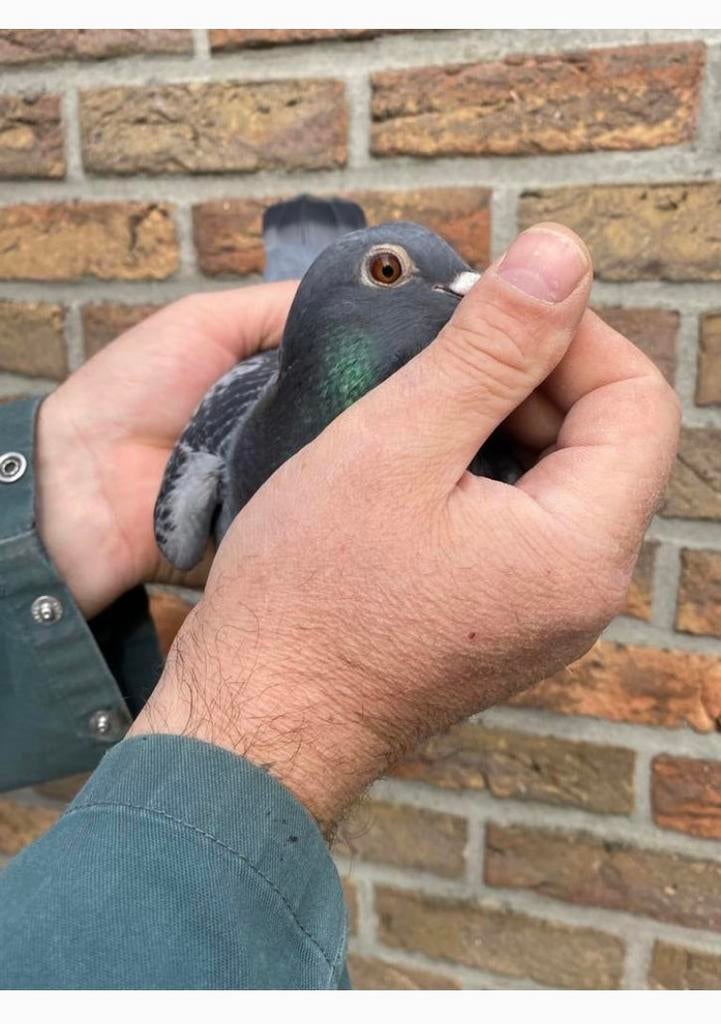 Poule Jellema 2025, Femelle, Pigeon voyageur