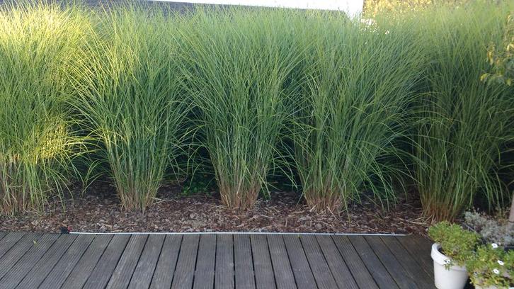 Kluiten Prachtriet (Miscanthus sinensis 'Gracillimus' ), Tuin en Terras, Planten | Tuinplanten, Vaste plant, Siergrassen, Halfschaduw