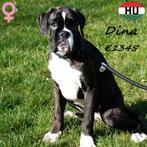 chiots Boxer bringé à vendre, 15 semaines à 1 an, Hépatite contagieuse (maladie de Rubarth), Autres races, Plusieurs animaux