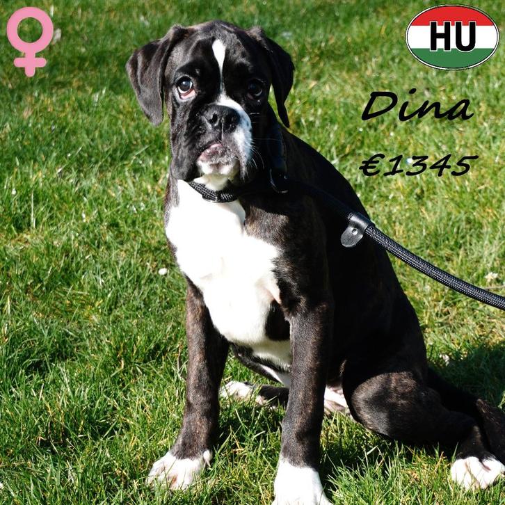 chiots Boxer bringé à vendre, Animaux & Accessoires, Chiens | Bouledogues, Pinschers & Molossoïdes, Plusieurs animaux, Autres races