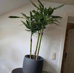 Dracaena plant, Ophalen