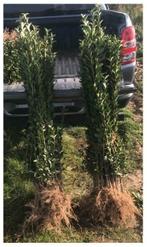 LES DERNIERS TROÈNES VERTS DE CETTE SAISON, e.a. 60/80 cm, Jardin & Terrasse, Plantes | Arbustes & Haies, Enlèvement, Troène, Haie