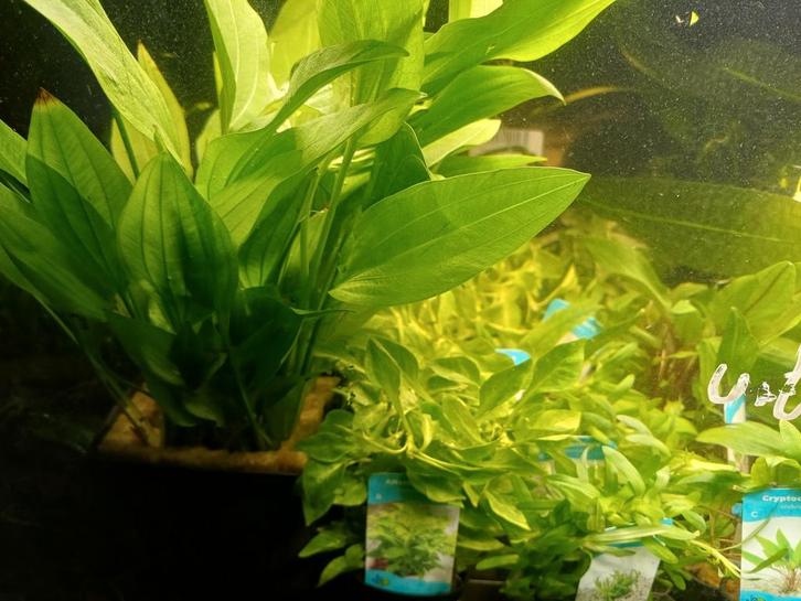 Hobbyaquarium assortiment planten/moederplanten uitzoeken, Animaux & Accessoires, Poissons | Aquariums & Accessoires, Enlèvement