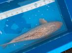 Ginrin soragoi van 65 cm, Karper of Koi
