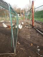 kippen, Dieren en Toebehoren, Pluimvee, Vrouwelijk, Kip