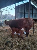 hereford koe met kalf, Dieren en Toebehoren, Runderen, Vrouwelijk, 7 tot 10 jaar