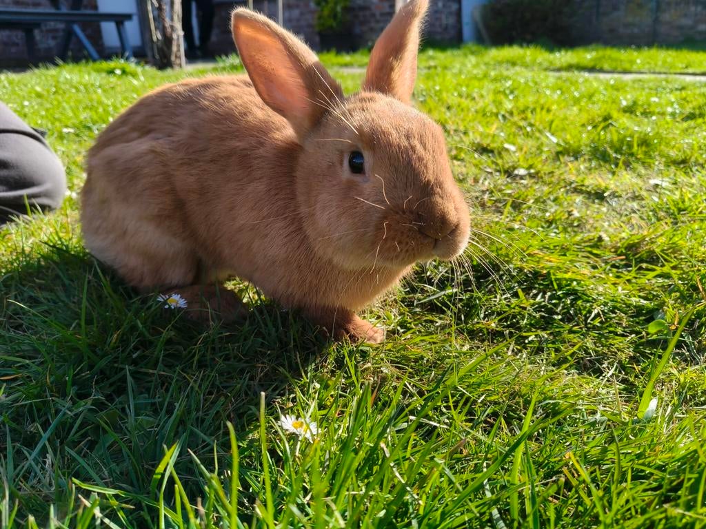 Dekram konijn, Dieren en Toebehoren, Konijnen