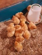 Orpington kuikens beschikbaar, Dieren en Toebehoren, Pluimvee