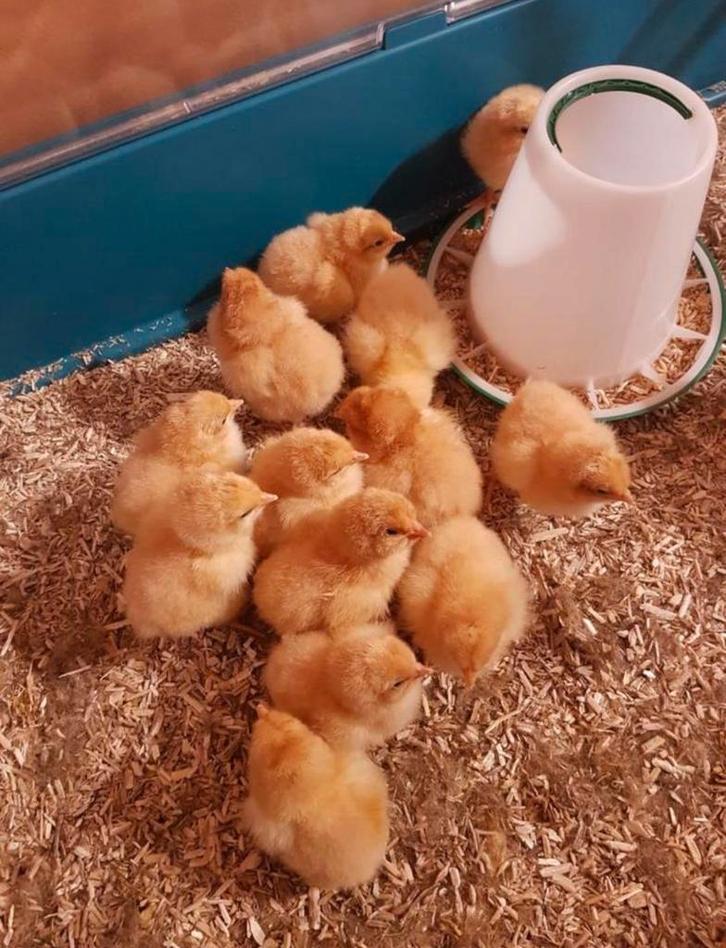 Orpington kuikens beschikbaar, Dieren en Toebehoren, Pluimvee