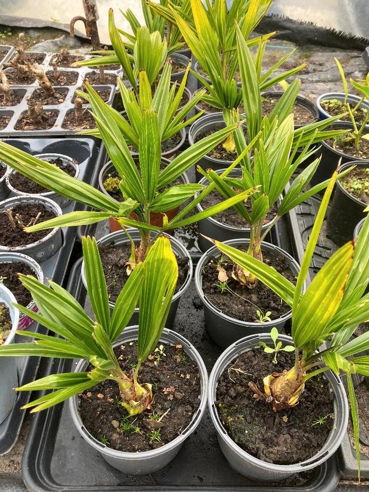 Trachycarpus Fortunei, Tuin en Terras, Planten | Bomen, Palmboom, Minder dan 100 cm, Volle zon, In pot, Ophalen