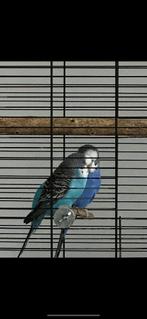 Grasparkieten, Dieren en Toebehoren, Meerdere dieren, Parkiet, Tam