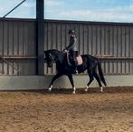 Mooie en brave 4 jarige ruin te koop, Hongre, Débourré