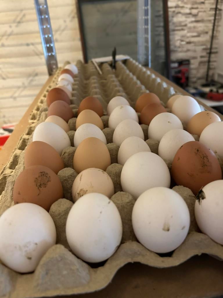 Broedeieren mix, Dieren en Toebehoren, Ophalen of Verzenden, Zo goed als nieuw