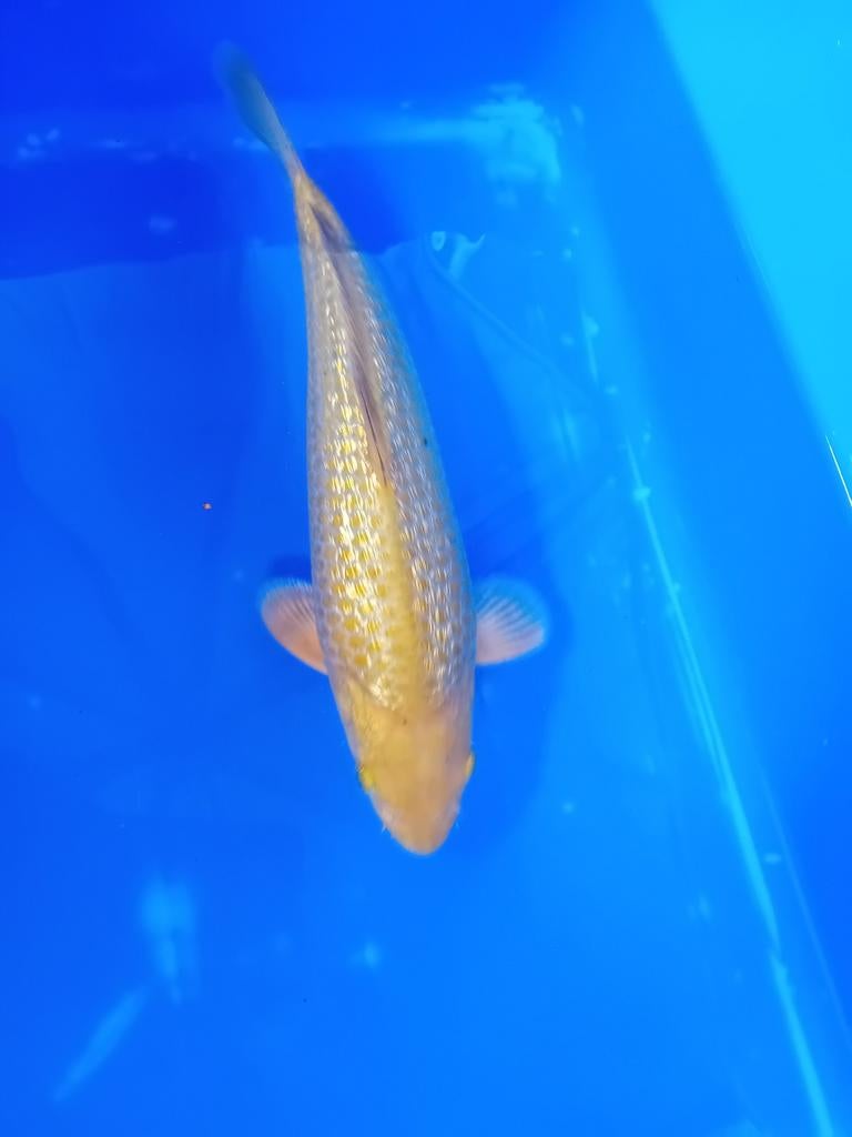 Ginrin chagoi, Dieren en Toebehoren, Vissen | Vijvervissen, Karper of Koi