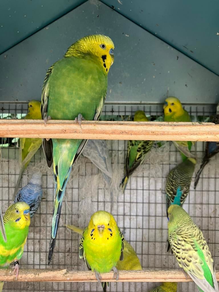 GEEL/GROENE GRASPARKIETJES VANAF 20 EURO/KOPPEL, Dieren en Toebehoren, Vogels | Parkieten en Papegaaien, Meerdere dieren, Parkiet