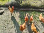 Broedeieren leghorn buff, Dieren en Toebehoren, Pluimvee, Geslacht onbekend, Kip