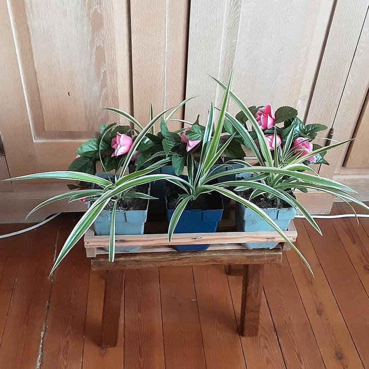 Plantje Graslelie 1€/st, GRATIS volhouten mand bij alles, Huis en Inrichting, Kamerplanten, Ophalen of Verzenden