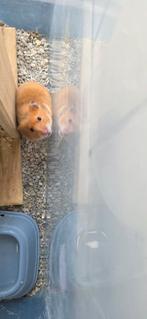 Gratis hamster, November, Hamster, Tam