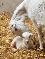 Tamme melkgeiten lammetjes (bokjes) zoeken een goede thuis, Dieren en Toebehoren, Mannelijk, Geit, 0 tot 2 jaar