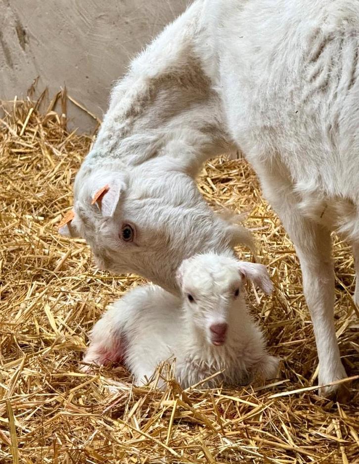 Tamme melkgeiten lammetjes (bokjes) zoeken een goede thuis, Dieren en Toebehoren, Schapen, Geiten en Varkens, Geit, Mannelijk