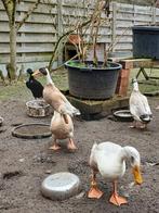 Loopeend, Dieren en Toebehoren, Pluimvee, Mannelijk, Eend