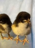 4 maran kuikentjes, Dieren en Toebehoren, Pluimvee, Geslacht onbekend, Kip