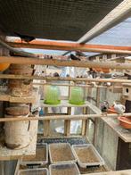 PRIJSJE: KWEEKRIJPE ZEBRAVINKJES : 4 VOOR 20 EURO, Dieren en Toebehoren, Vogels | Overige Vogels, Meerdere dieren, Tropenvogel