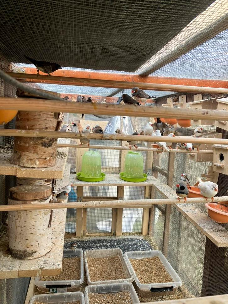 PRIJSJE: KWEEKRIJPE ZEBRAVINKJES : 4 VOOR 20 EURO, Dieren en Toebehoren, Vogels | Overige Vogels, Tropenvogel, Meerdere dieren