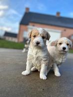 Chiots huskydoodle uniques, Plusieurs, Chien de traîneau, Hépatite contagieuse (maladie de Rubarth), Belgique