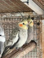 Femelles calopsitte 2025, Animaux & Accessoires, Femelle