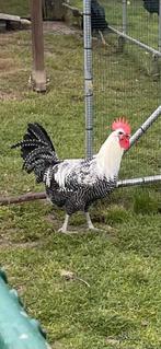 Broedeieren, Dieren en Toebehoren, Pluimvee, Kip