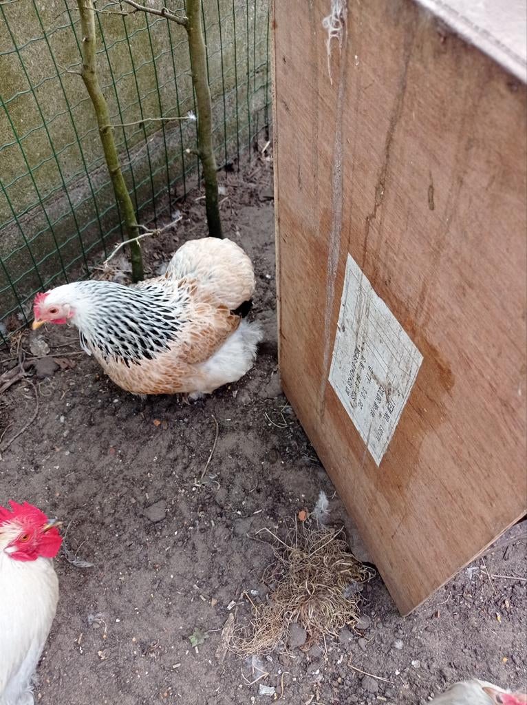 Cochin kriel hen, Animaux & Accessoires