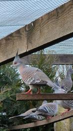 Kuifduif, Dieren en Toebehoren, Vogels | Overige Vogels, Meerdere dieren