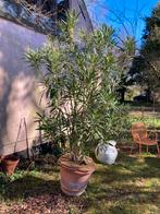 LAURIER-ROSE, Jardin & Terrasse, En pot, Plein soleil, Enlèvement, Été