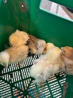 Brahma Kuikens ~ RASZUIVER, Dieren en Toebehoren, Pluimvee