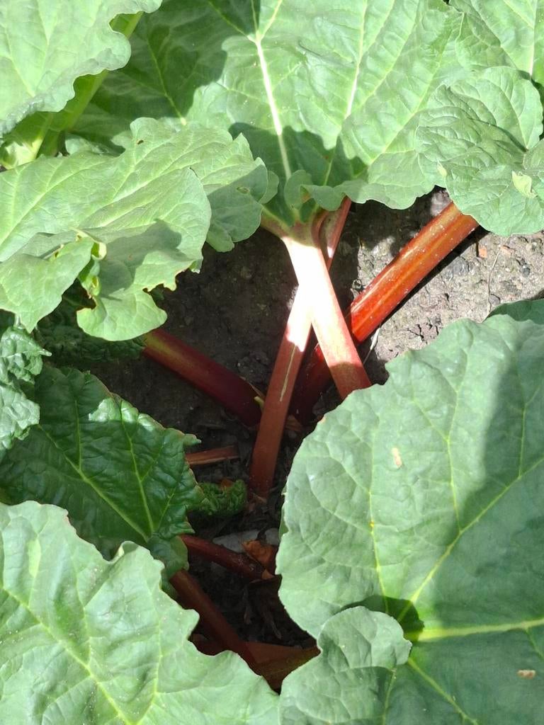 Rabarber,  rode, Ophalen