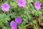 Geranium Tiny Monster, Tuin en Terras, Planten | Tuinplanten, Ophalen