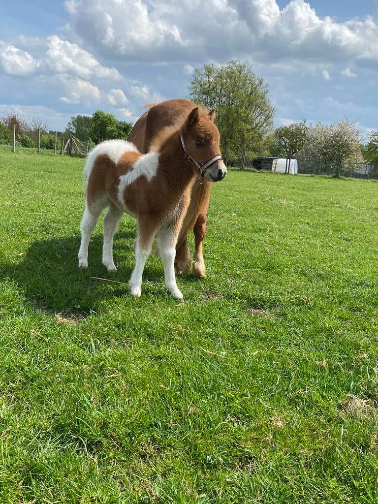 Dek hengst, Dieren en Toebehoren, Hengst, Springpony, Gechipt, 0 tot 2 jaar
