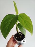 Monstera ec7 (noid), Maison & Meubles, Plantes d'intérieur, Autres espèces, En pot, Enlèvement ou Envoi, Moins de 100 cm