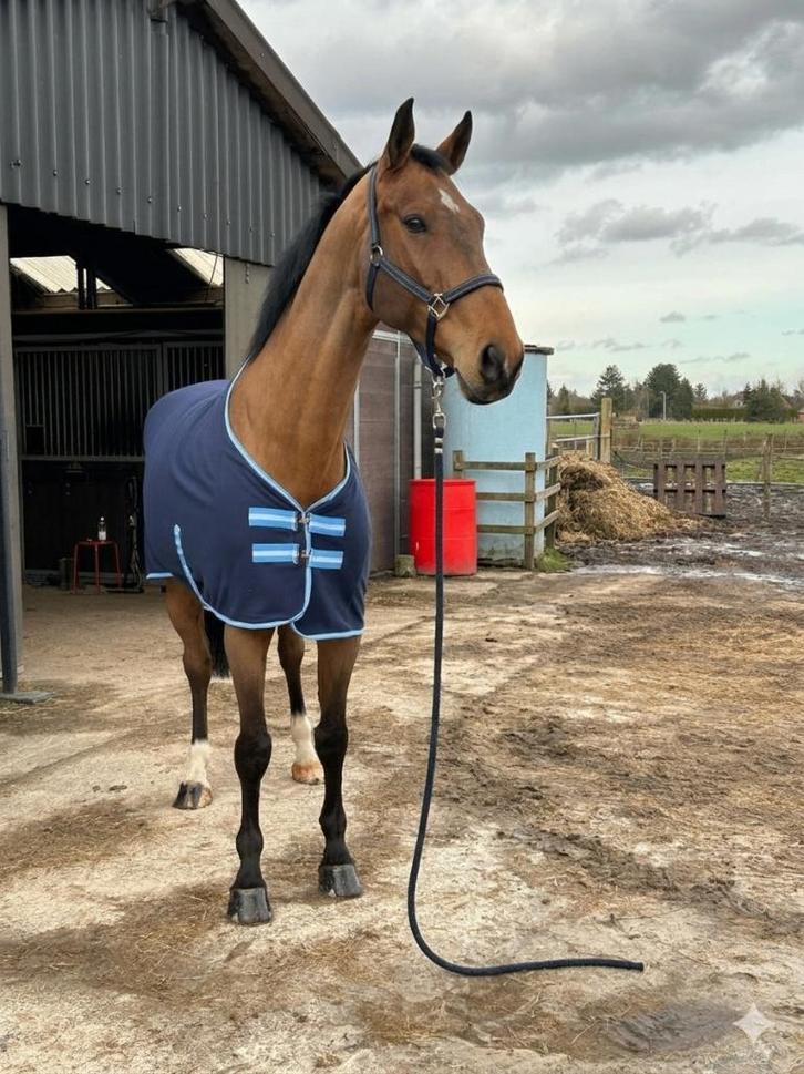 grote brave ruin, Dieren en Toebehoren, Paarden, Ruin, 170 tot 175 cm, 7 tot 10 jaar, Met stamboom