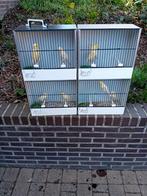 Mooien groote gezonde vogels kanaries topkwalitijd, Mei, Mannelijk